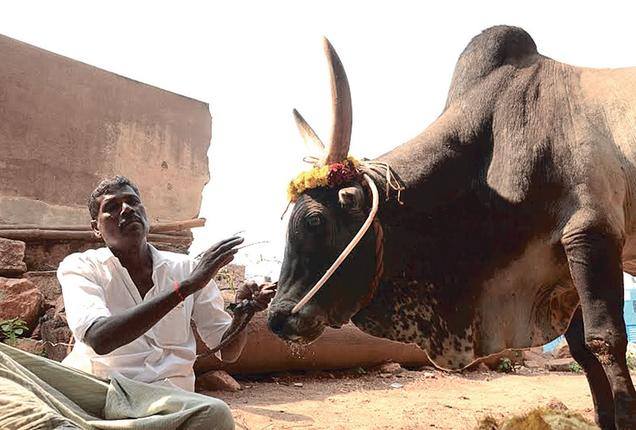 காளைக்கும் பாலுக்கும் என்ன சம்பந்தம்?